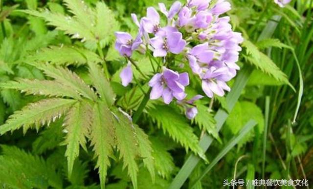 陜西特色小吃——石夾菜