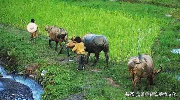 70、80的回憶：小時候吃的那些野果，你有吃過幾種呢？