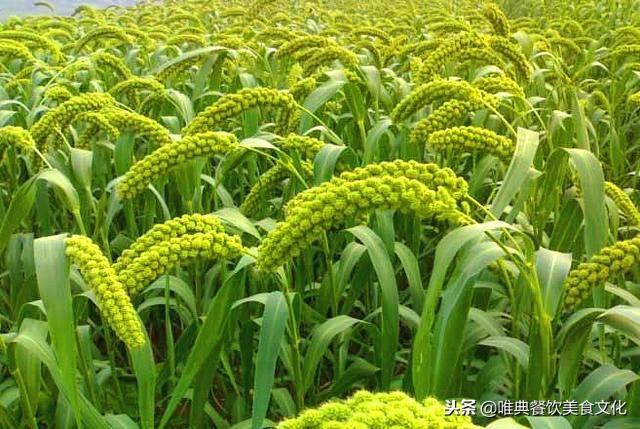 中國古代食物品種如此單一，有的竟這么晚傳入中國，古人太可憐！