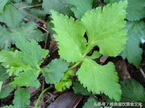 西安唯典小吃培訓(xùn)教您做野菜（廿二）鴨兒芹