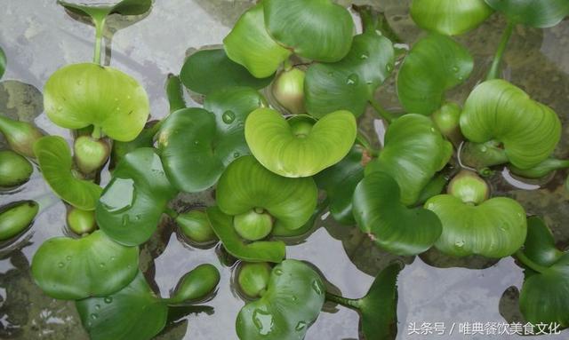 西安唯典小吃培訓教您做野菜（十）榆錢