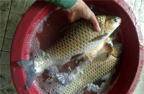 魚不蒜，牛不韭，肉不姜