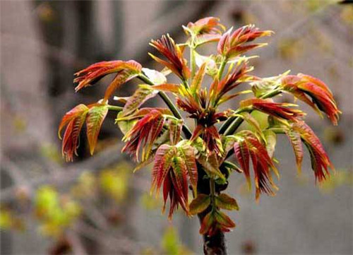 香椿“紅葉”和“綠葉”的有什么區別？看過之后別再買錯了!
