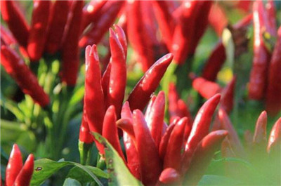 西安網紅剁椒面賣火了，剁椒用什么辣椒比較好？